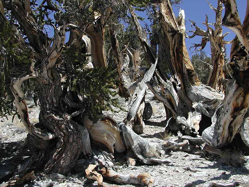 ブリスルコーンパイン Bristle cone Pine