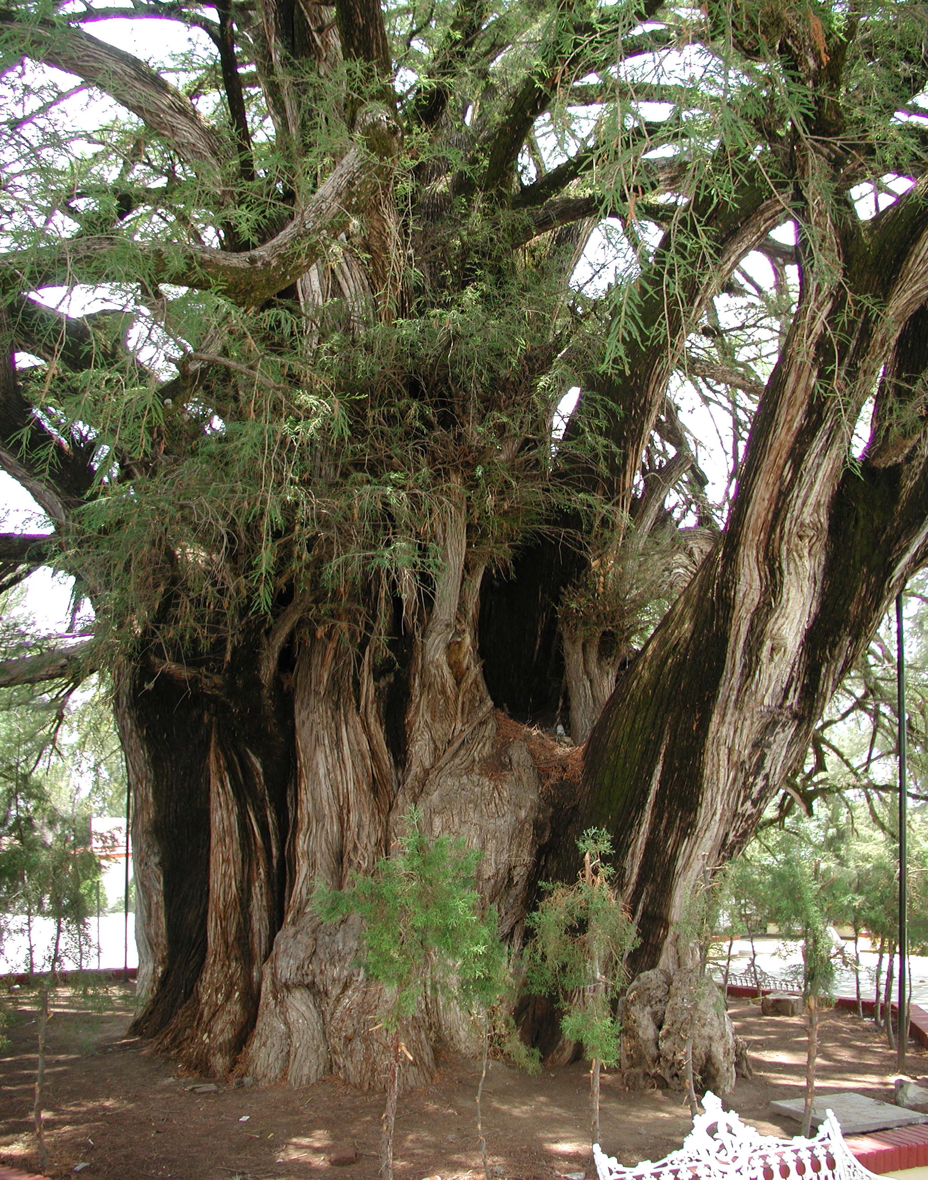 世界最大の木ヌマスギ トゥーレの木海堀常夫