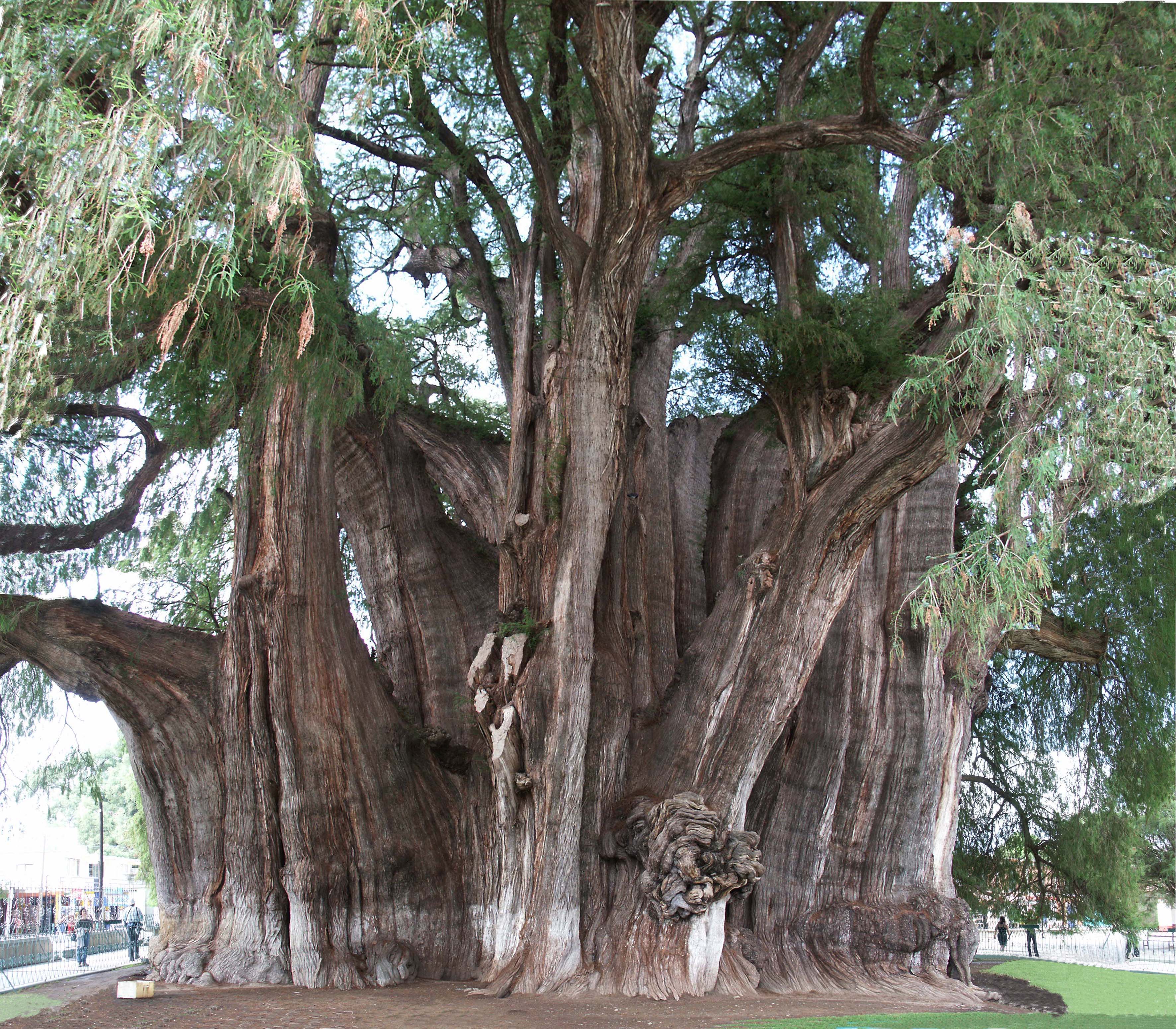 世界最大の木ヌマスギ トゥーレの木海堀常夫