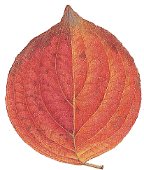 葉っぱのメッセージ ハナミズキ